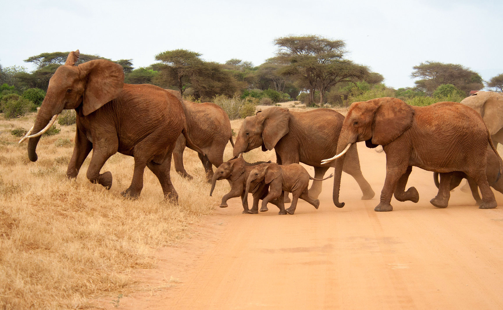 5 Days Tsavo East, Amboseli & Salt-Lick Safari Package