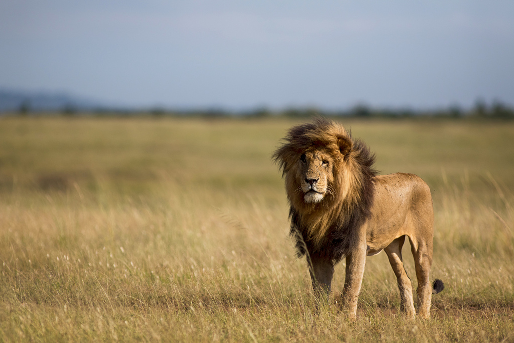 10 Days Family Holiday Safari in Kenya 2019