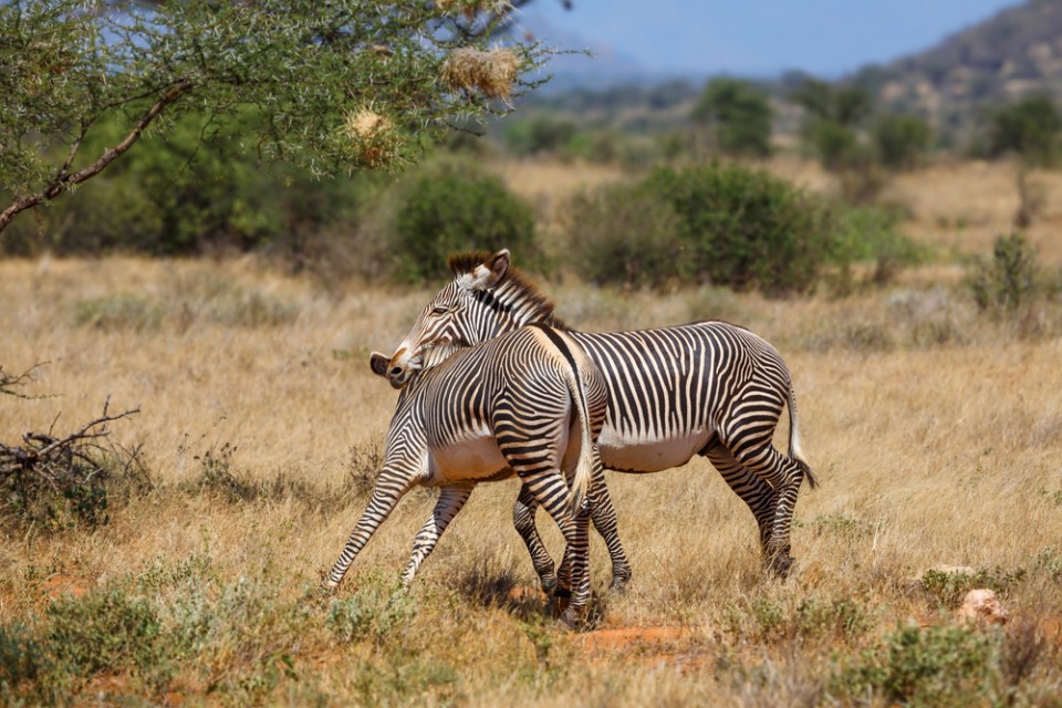 8 Days Samburu & Masai Mara Safari from Nairobi