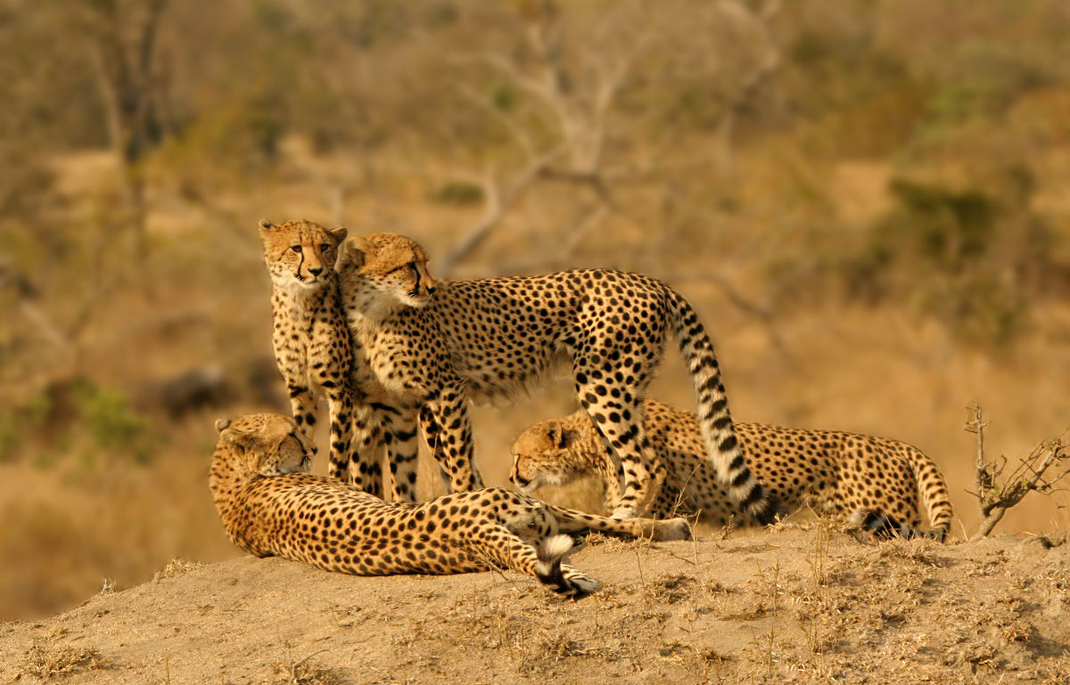 6 Days Tsavo & Amboseli Safari Holiday Package