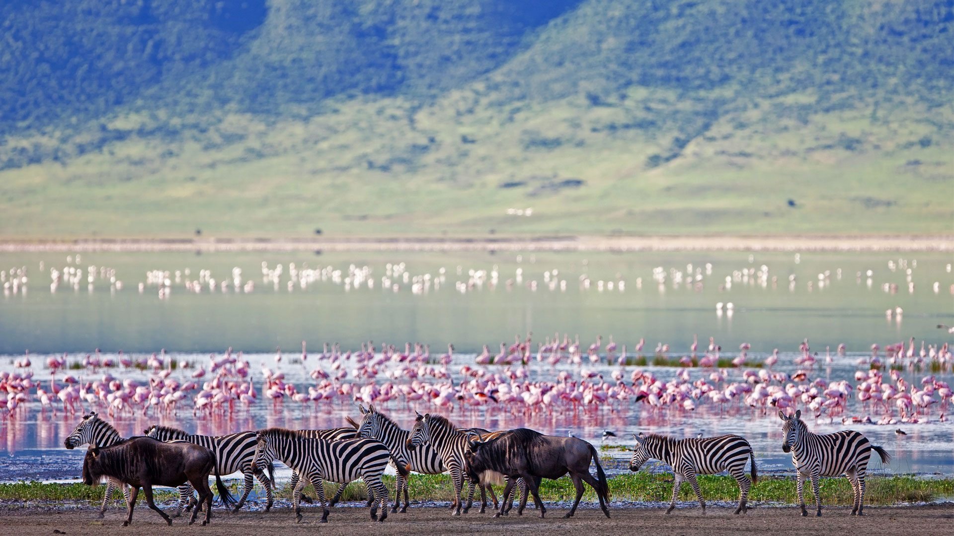 1 Day Excursion in Ngorongoro Crater from Arusha in Tanzania