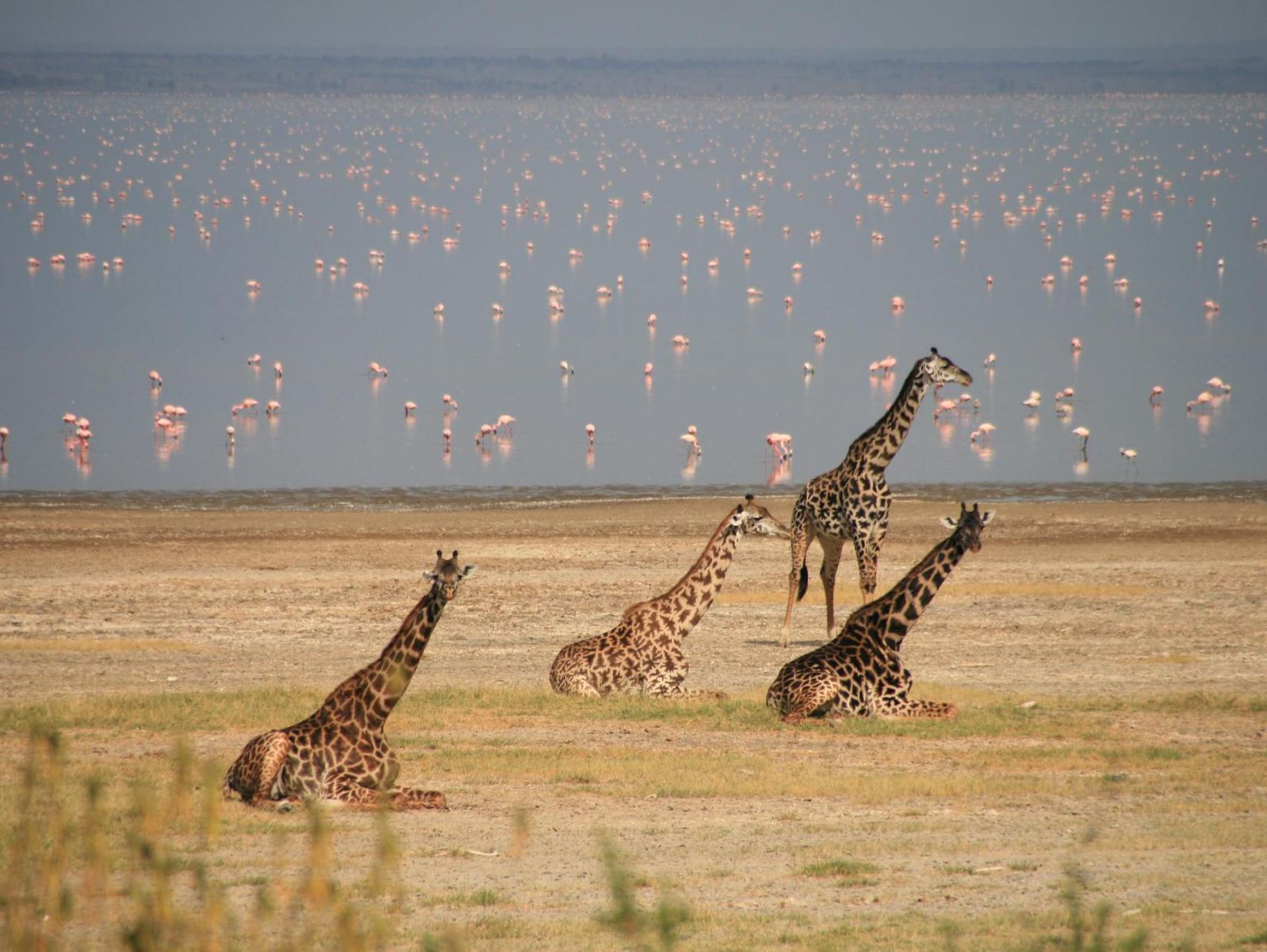 Kenya and Tanzania Combined Safari Tour