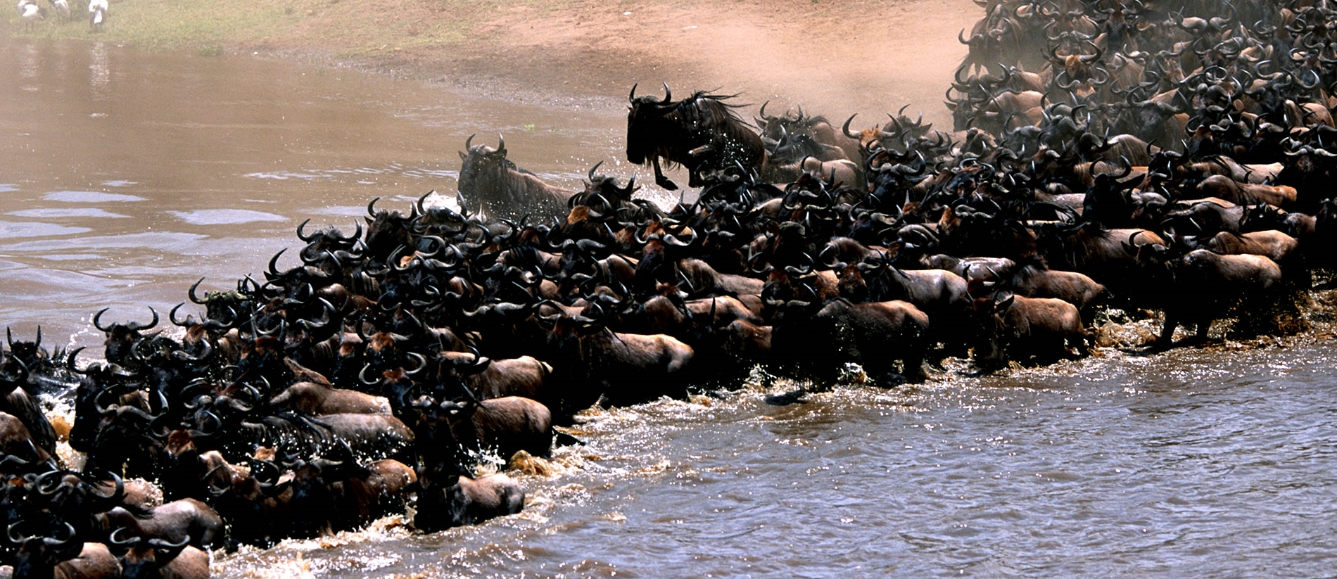 5 Days Serengeti Wildebeest Migration Safari